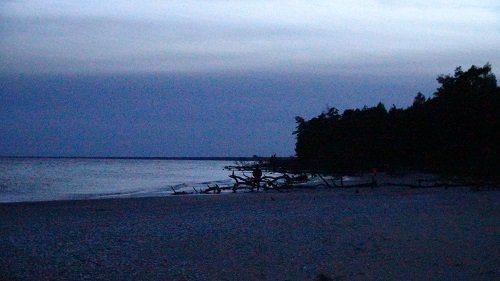 Trees getting washed as the sea slowly erodes the shoreline near Cape of Kolka