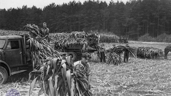 Corn harvest in 1955